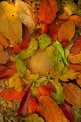 frame of leaves 