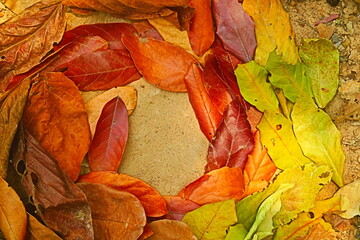 Fram of leaves 