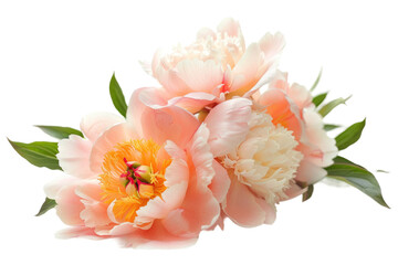Lush Blooming Beauties on Transparent Background