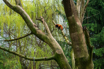 Red panda lies and rests high on tree.
