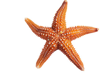 Seaside Starfish Exploration on Transparent Background