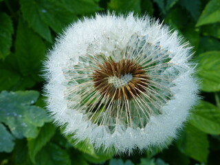 dandelion on green with there hart shape in the centre