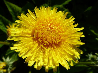 yellow flower of a dandelion