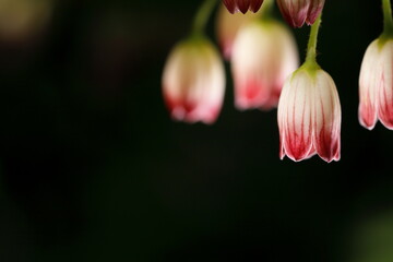 満開のサラサドウダン