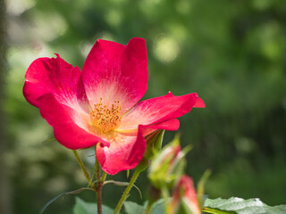 赤いバラ