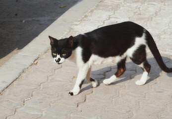 Black And White Cat Walking On Pavement Side View