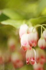 満開のサラサドウダン