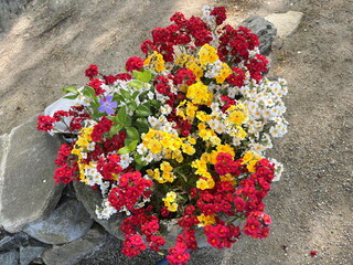 fiori colorati, colorful flowers