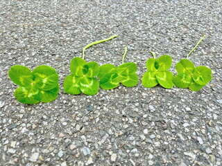 quadrifogli sull'asfalto, four-leaf clovers on the asphalt