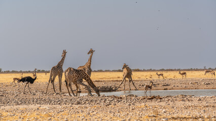 a herd of giraffes at a watering hole in Namibia