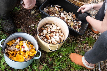 The process of cleaning mushrooms collected in the forest. © Наталья Майшева