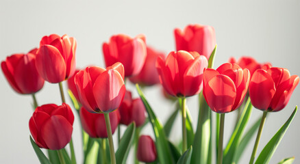 Naklejka premium Red tulips, on white background. Spring and Valentine's Day concept. Banner with copy space. Design for greeting card, invitation, poster.