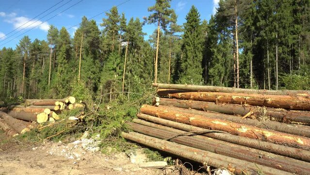 Deforestation in the protection zone of a high-voltage power line. Trunks of cut trees lie in stacks along the route of the electric line. The camera is motionless. The video is ideal for content abou