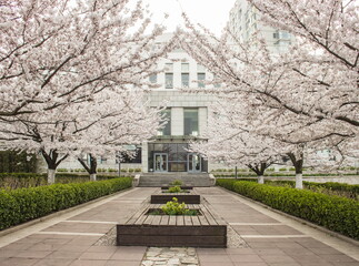 Spring time in Qingdao. Sakura blossom. Landscape of ZhongShan Park. Qingdao. China.