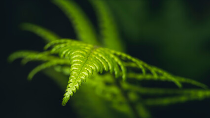 Fern frond detail. Botanical background with shades of green and copy space.