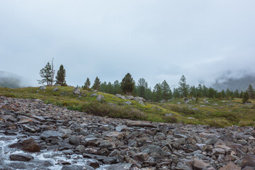 Sparse coniferous trees among big stones and lush flora in alpine valley in rainy weather. Dramatic...