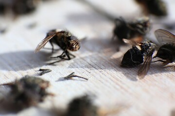 Macro shot of dead flesh flies (Sarcophaga species)
