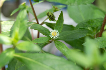 False daisy. Eclipta alba. Karisalankanni. yerba de tago. Eclipta prostrata. Bhringraj plant. White...