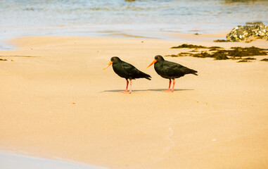 Pair of Sooty Oyster Catchers on the Beach