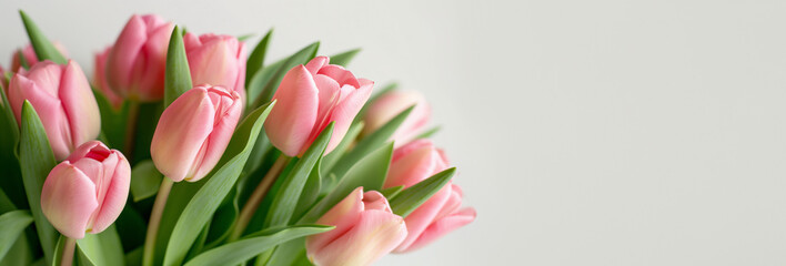Pink tulips bouquet, on white background. Сlose-up for greeting cards and Mother's Day event. Banner with copy space.