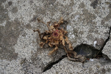 Flower on stone