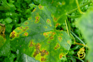 Sick leaf of cucumber plants, plant disease, care.