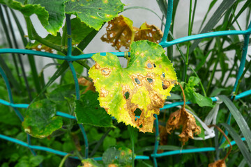 Sick leaf of cucumber plants, plant disease, care.
