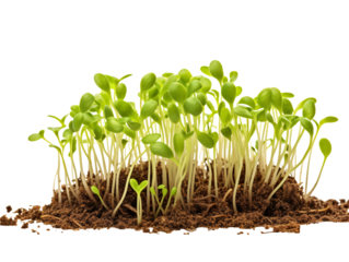 a close up of a plant