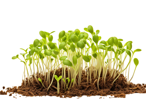 a close up of a plant