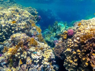 Coral reef Egypt