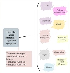 Bird Flu (Avian Influenza) – Signs and symptoms