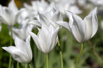 Closeup of flowers of Tulipa 'White Triumph' in a garden in Spring