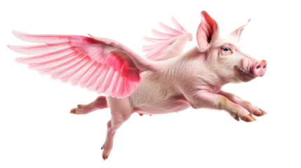 Pink flying pig with wings isolated on transparent background.