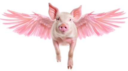 Pink flying pig with wings isolated on transparent background.