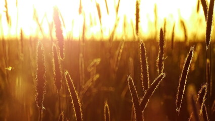 wiosenny zachód słońca © Piotr