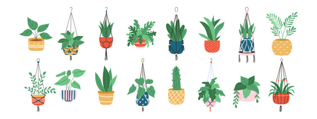 Pot plants and macrame hangers pots. Home flower collection. Vector illustration