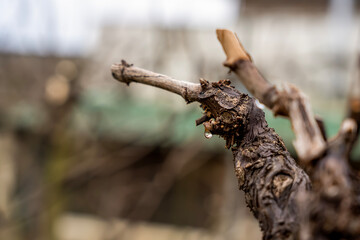 Grape vine, detail of vine looking , old wood of a grapevine