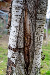 cracked tree trunk, old tree 