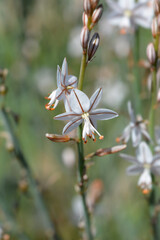 Hollow-stemmed asphodel flowers