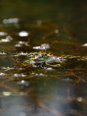 Ein Frosch schaut aus einem Teich heraus vor unscharfem Hintergrund