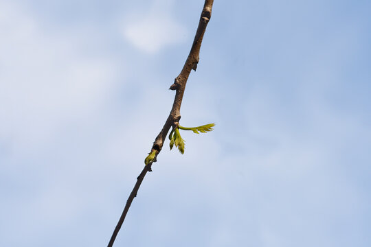 Golden rain tree branch with new leaves