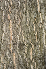 Tree of heaven bark detail