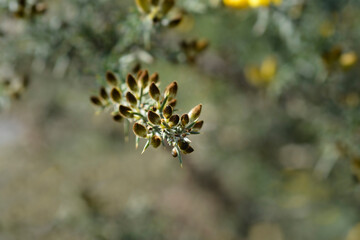 Common gorse flower buds