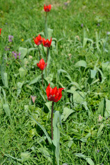 Eyed tulip flowers