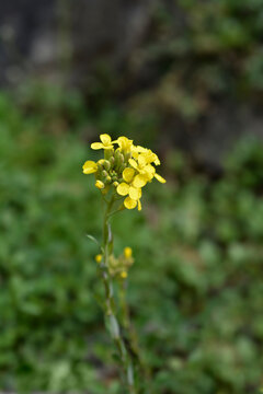 Greek Bladderpod flowers
