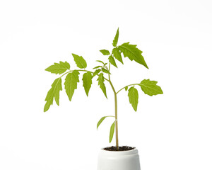 Young seedlings of tomato in pot isolated on a white background. Green seedling of fresh tomatoes plant
