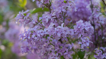 purple lilacs in bloom