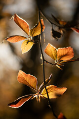 European beech in the morning sun, early May