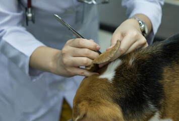 Veterinarian cleaning dog ears with wet cotton wool.