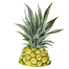 Pineapple watercolor. Half of a tropical fruit on an isolated white background. For designing recipes, educational cards and tropical cocktail menus